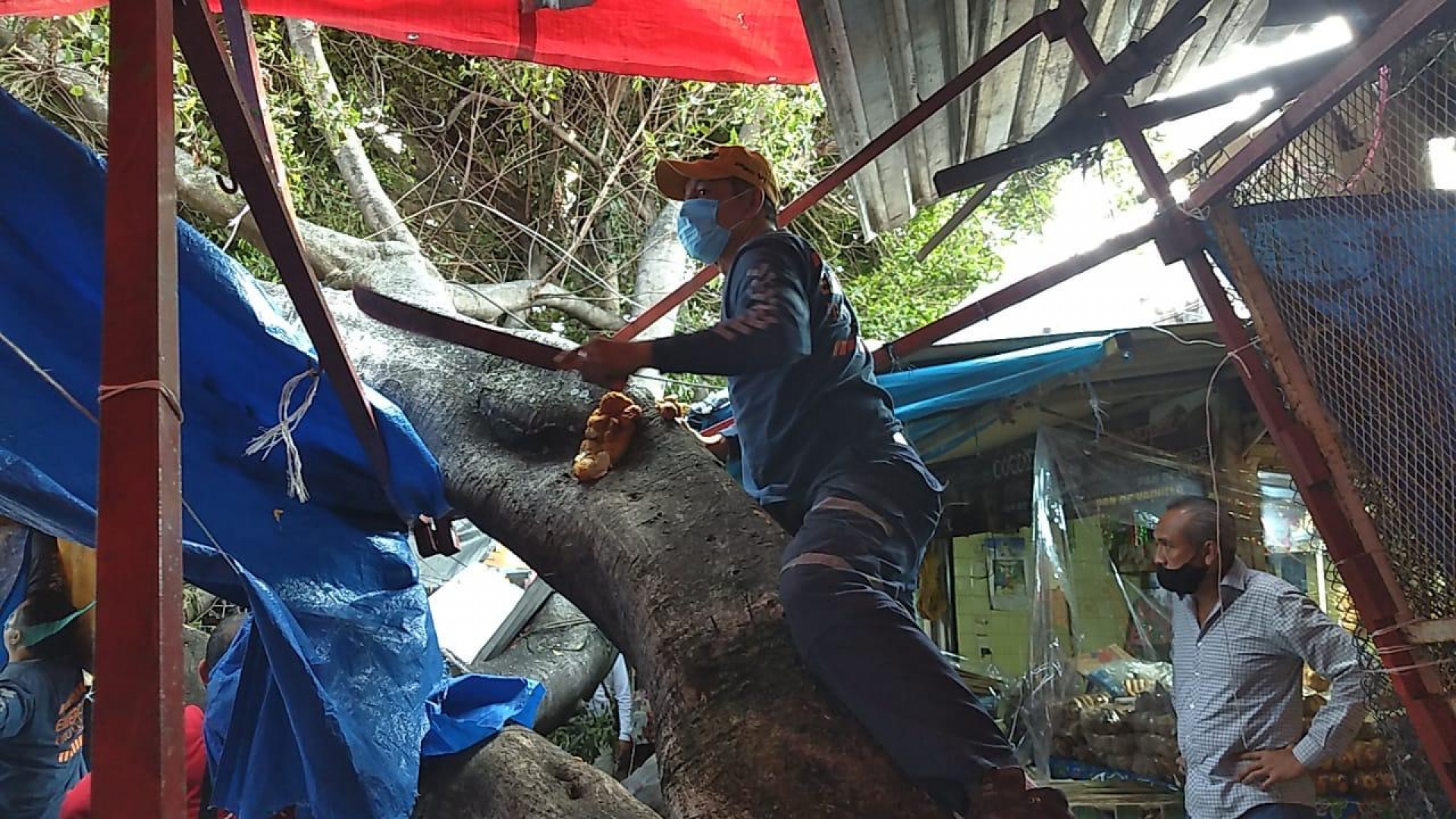 Atiende PC Cuernavaca colapso de árbol en andenes del mercado ALM