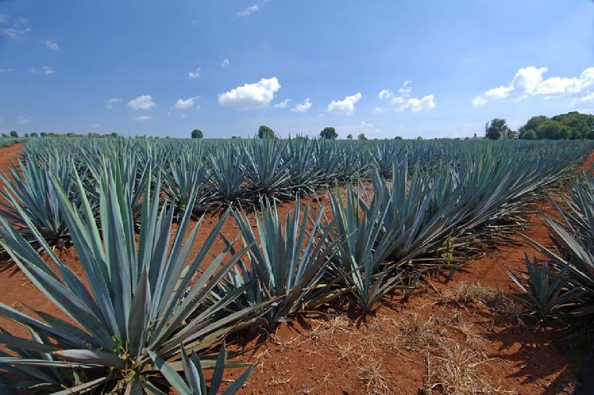 No habrá recortes en el sector agropecuario: Sedagro