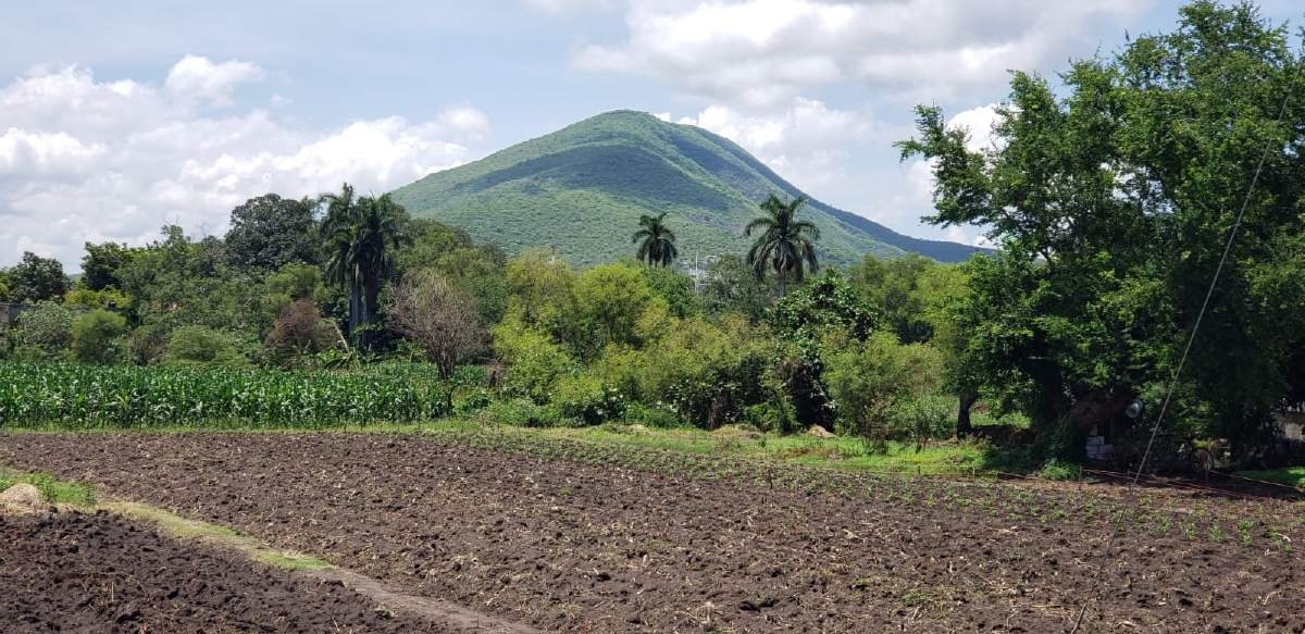 Comenzará la siembra de maíz y sorgo en la zona poniente