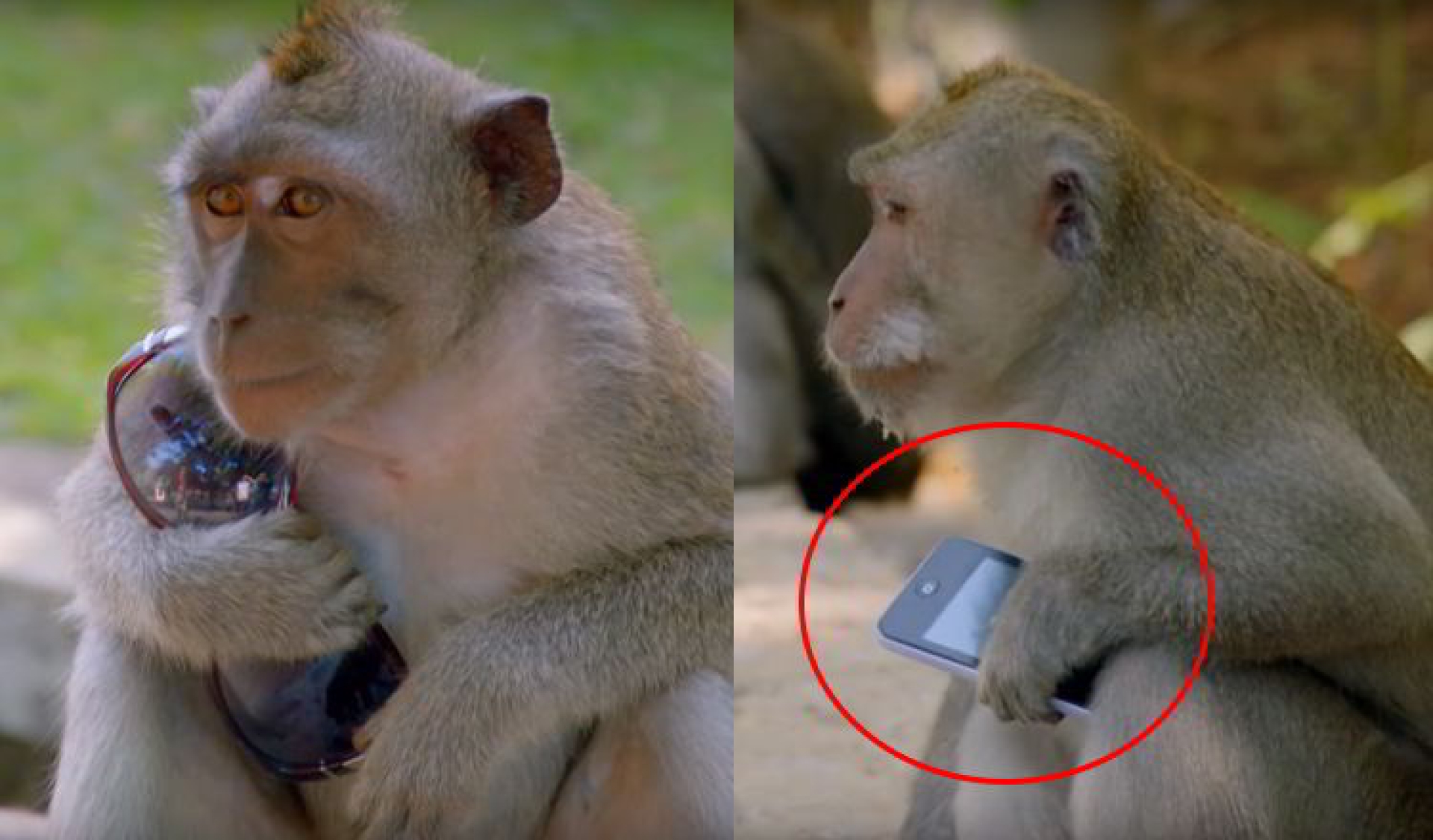 Monos se vuelven expertos en extorsionar turistas en Bali