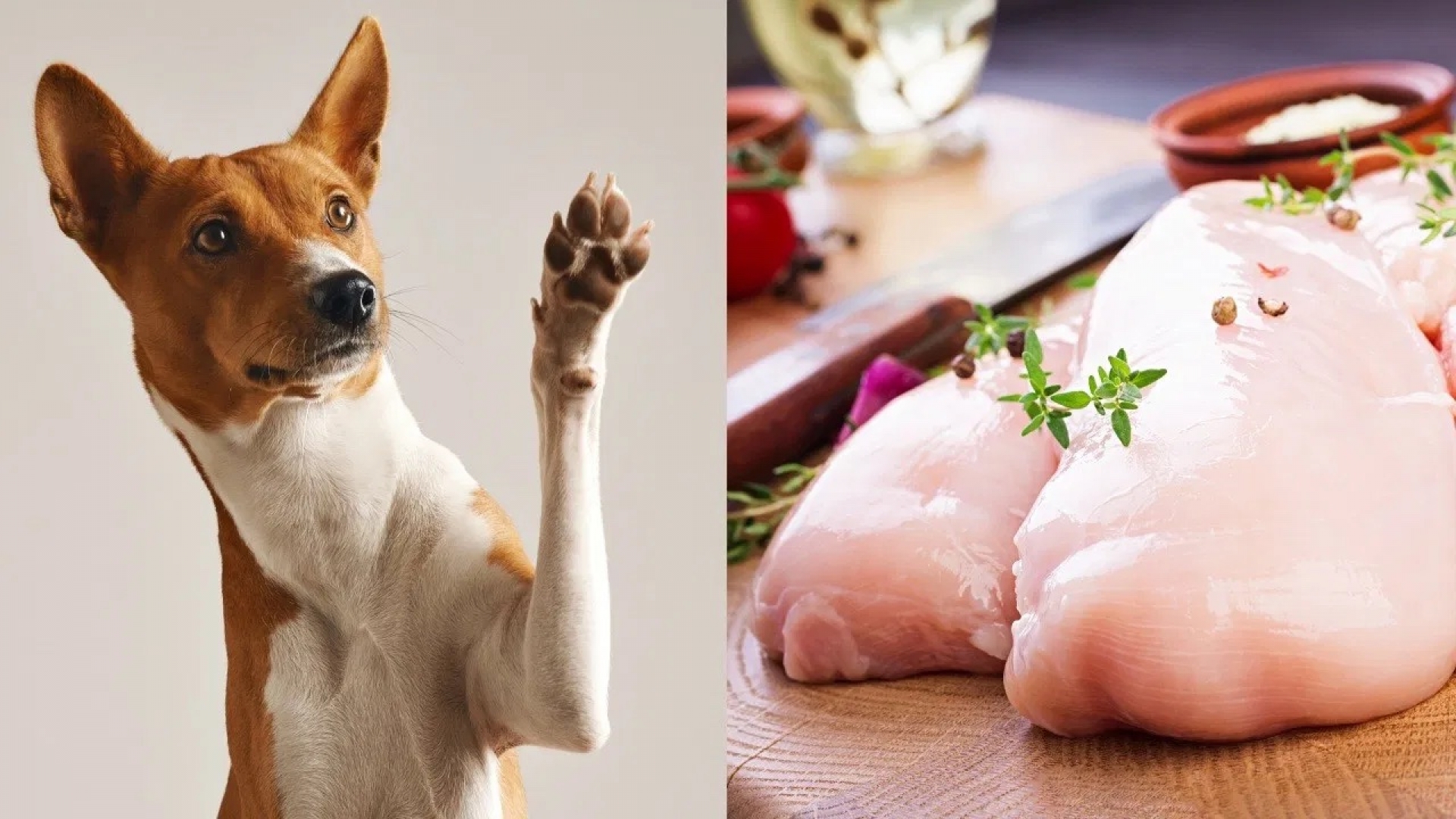¿Cómo deben comer pollo los perros? Así tienes que prepararlo