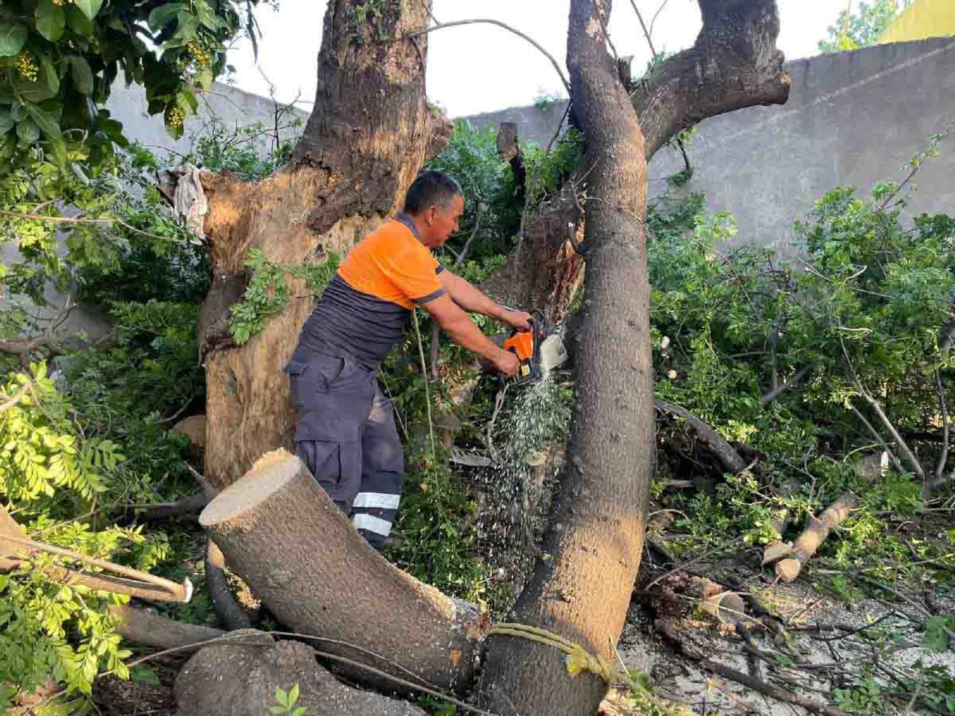 PC de Yautepec retira árboles que están en riesgo de colapsar