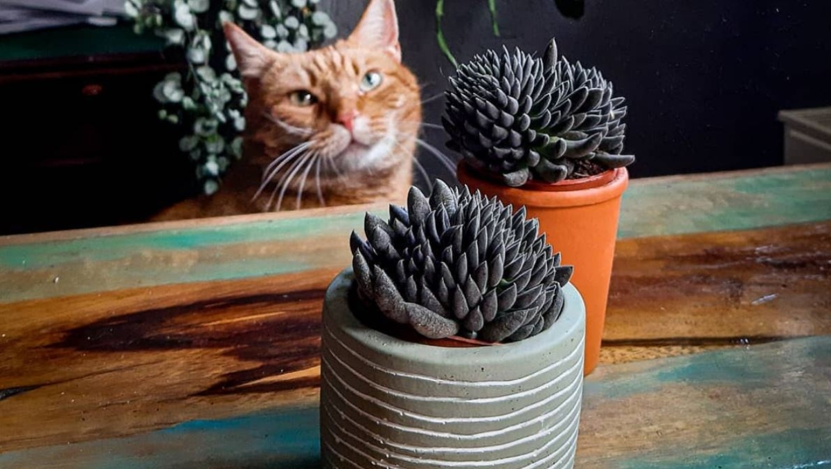 4 ideas para decorar la ofrenda de Día de Muertos con suculentas negras