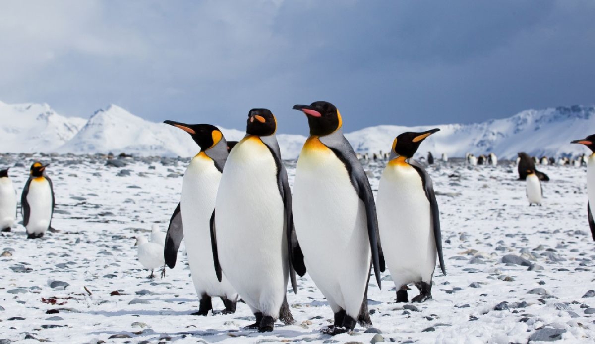 Día Mundial de los Pingüinos: Conciencia y cuidado de estas aves marinas