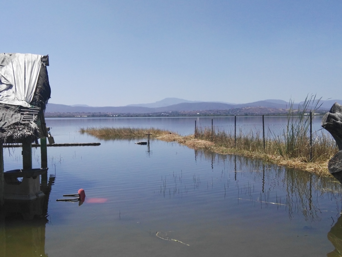 El 15 por ciento de las especies de aves que habitan en la laguna de Coatetelco se encuentran en peligro de extinción