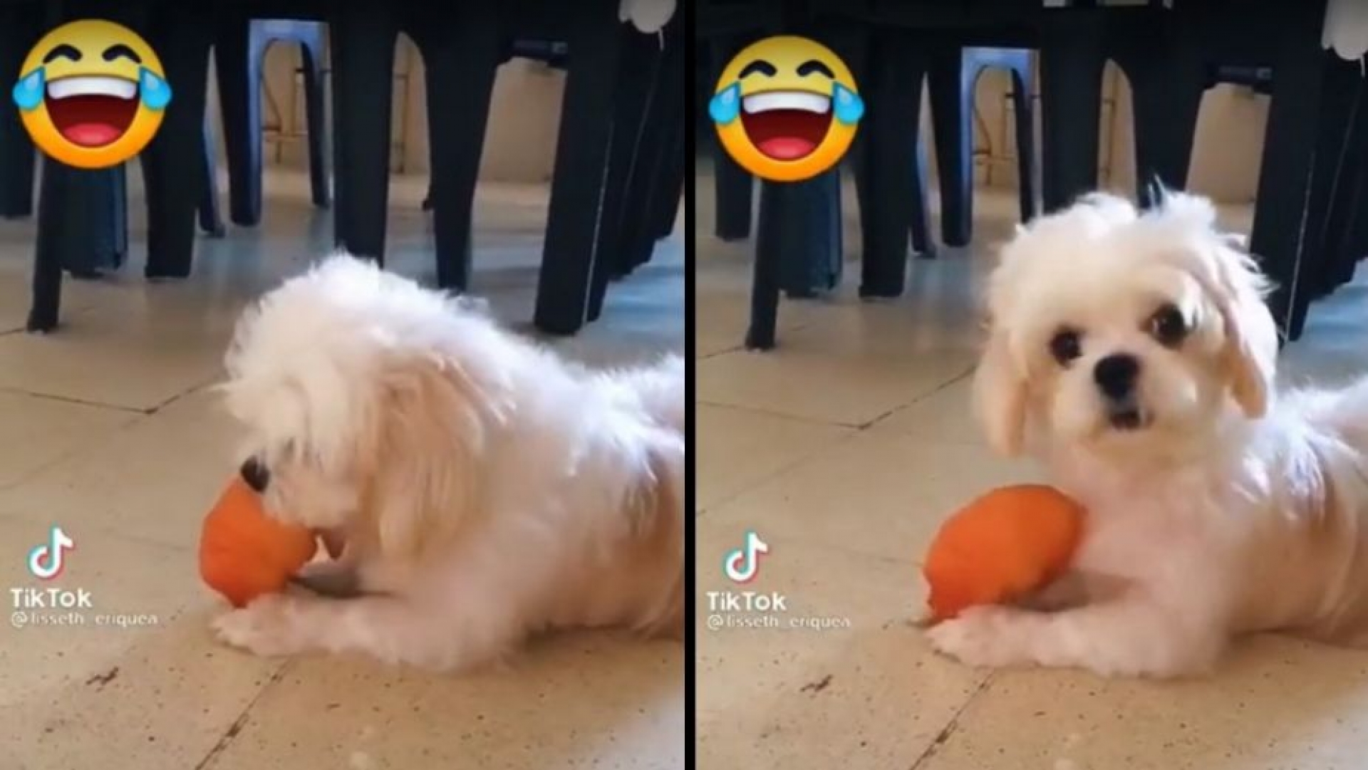 Perrito se entera que la perrita vecina está embarazada, ve su reacción