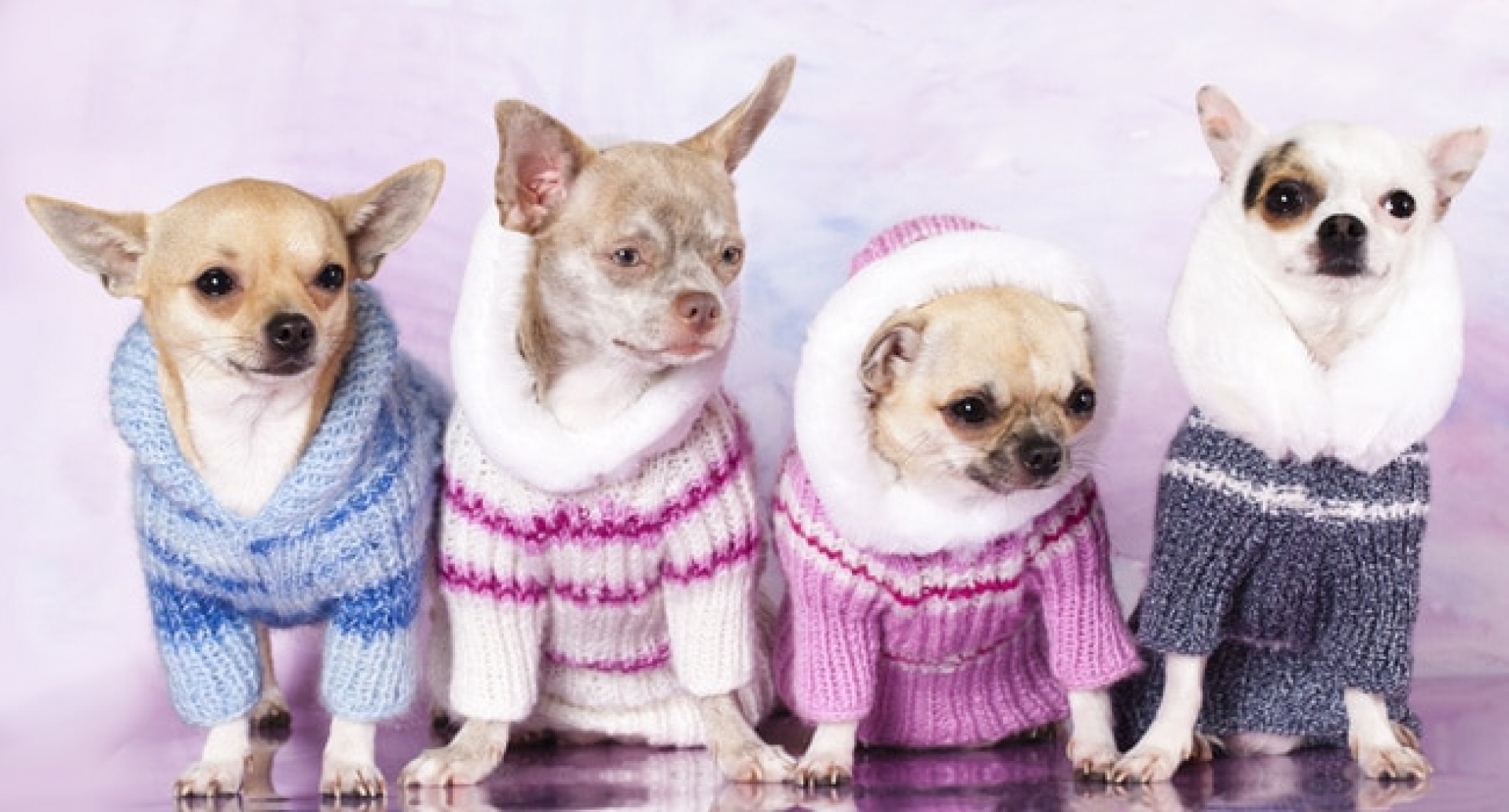 Tus mascotas también tienen frío, protégelas así
