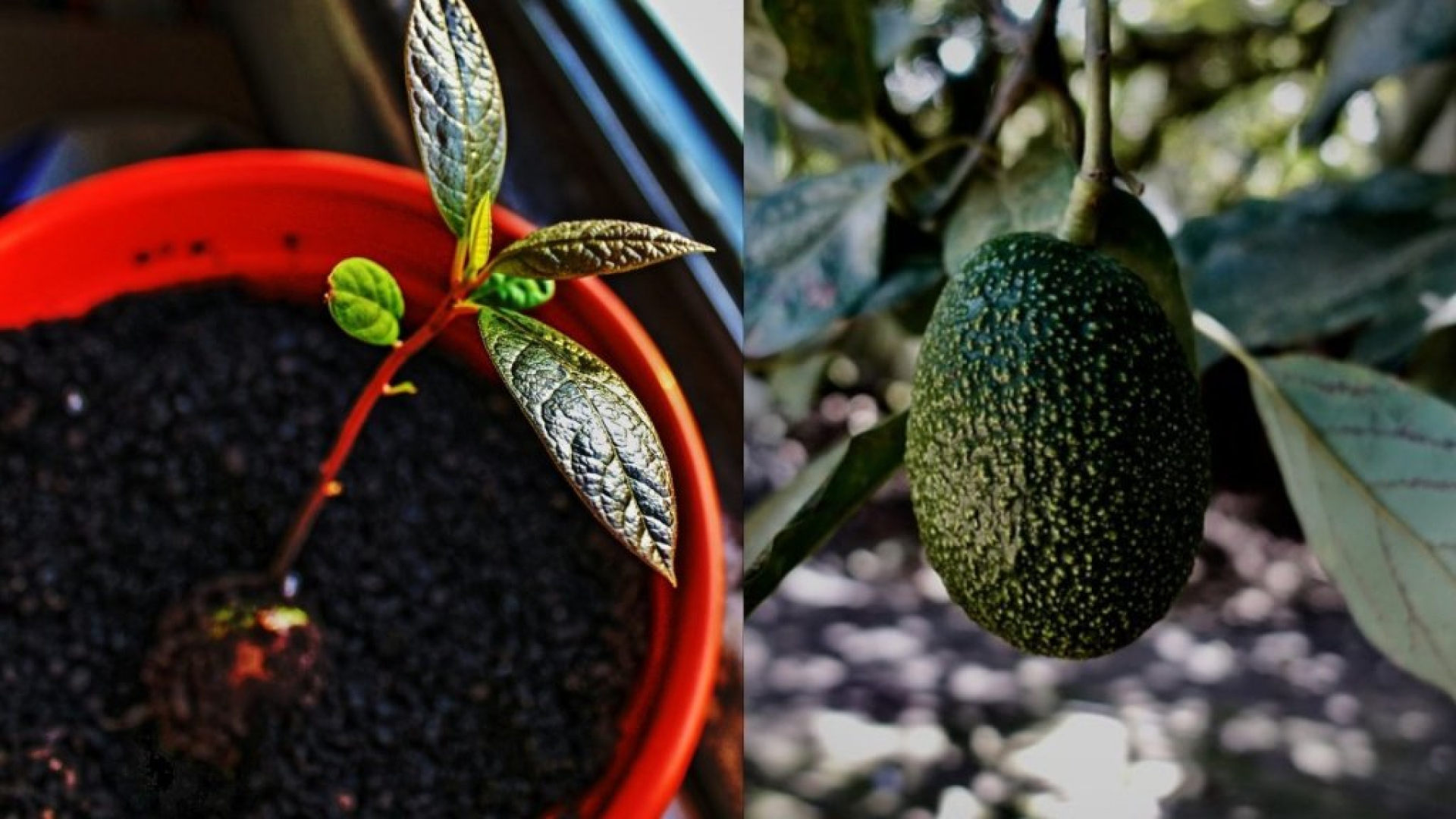 Cómo cultivar aguacate en maceta para ahorrar cientos de pesos