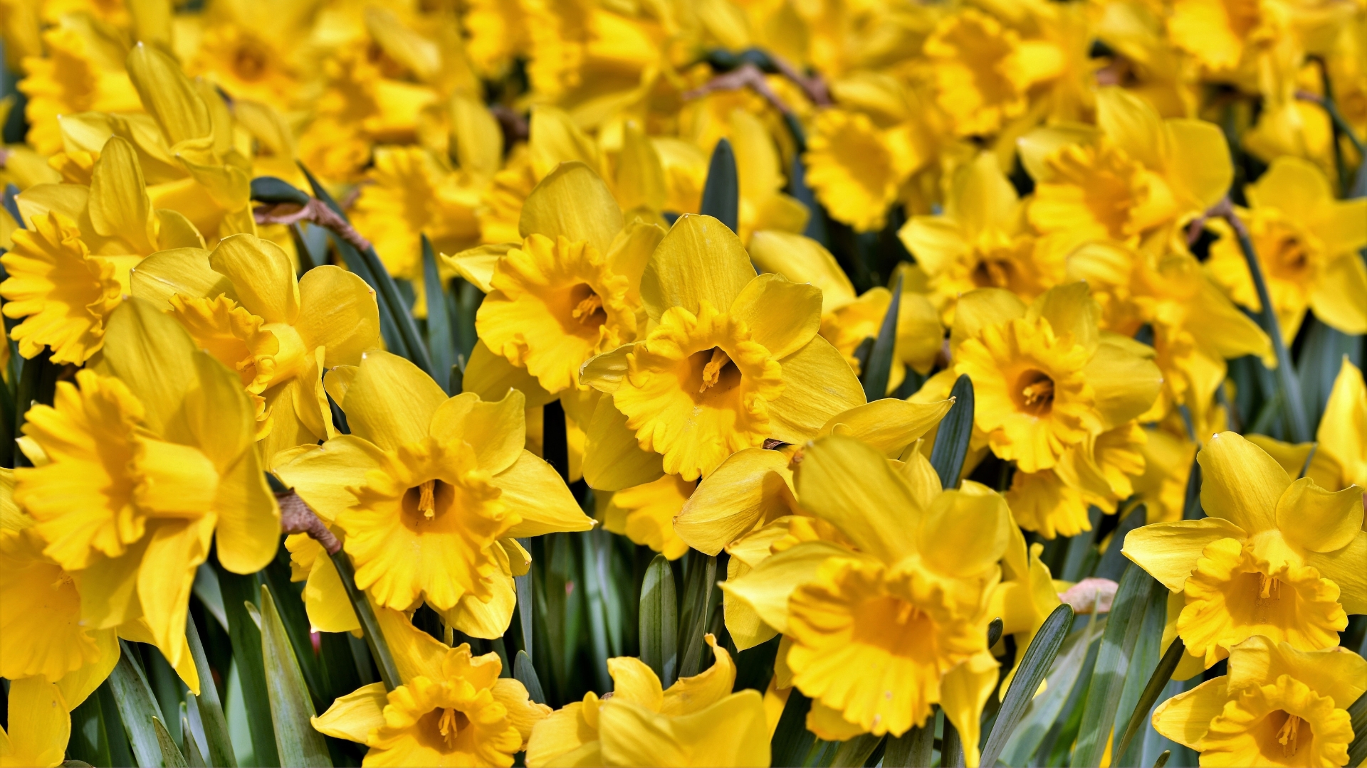 ¿Por qué se regalan flores amarillas el 21 de marzo?