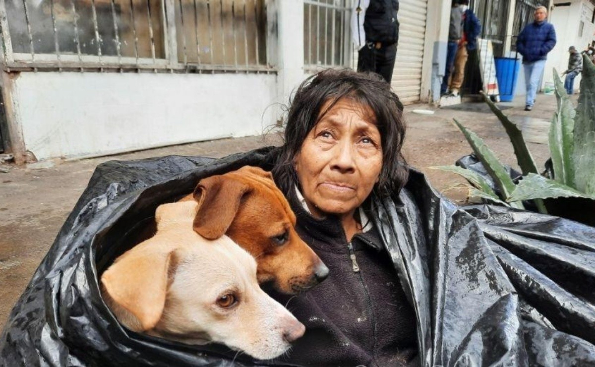 Abuelita construye ‘casa de campaña’ para ella y sus perros