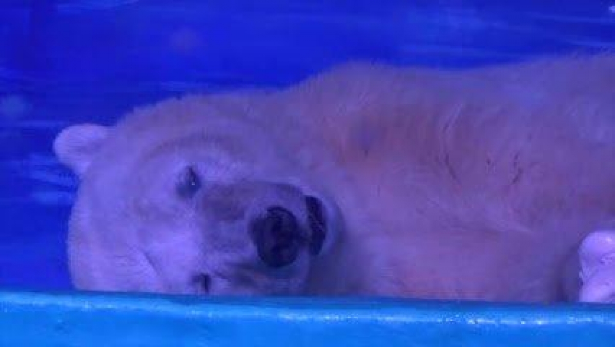 El oso polar más triste del mundo, víctima de las selfis