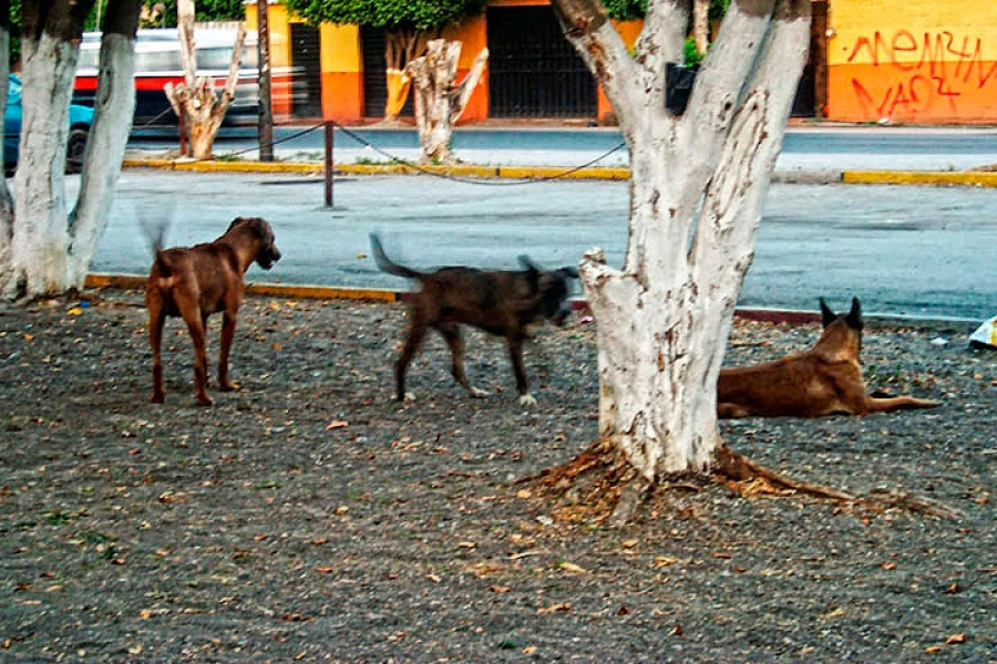 Gestionan campañas de esterilización canina y felina gratuita