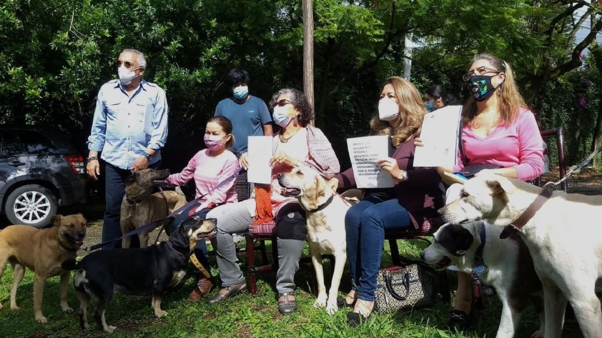 Buscan ayuda para adoptar a alrededor de 30 perros