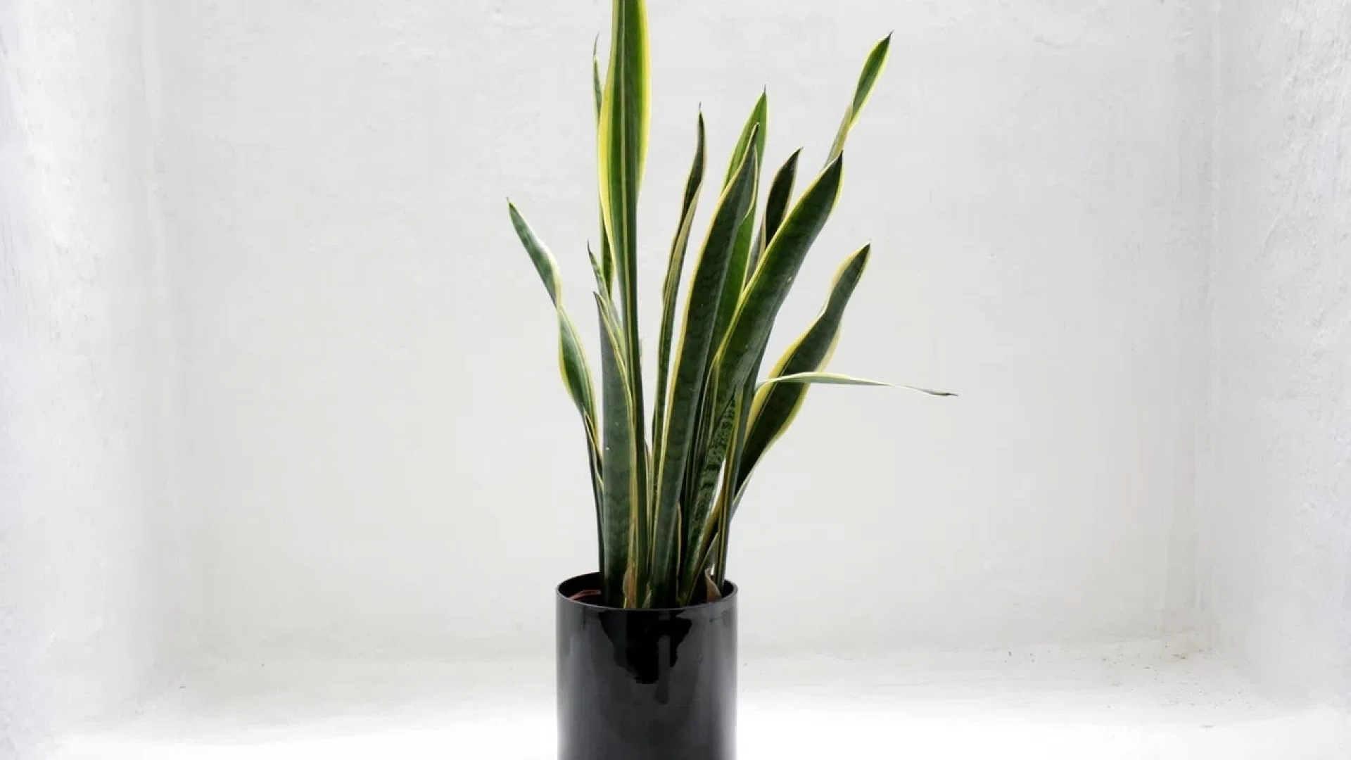 Lengua de suegra: ¿Para qué sirve esta planta que todo el mundo quiere?