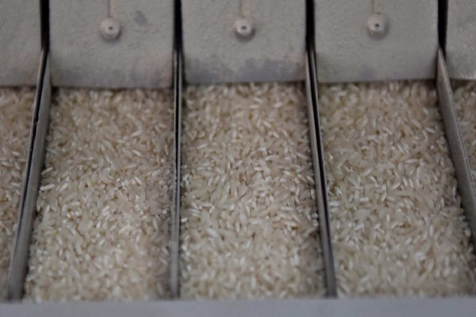 Plantean estrategia para garantizar producción de arroz morelense