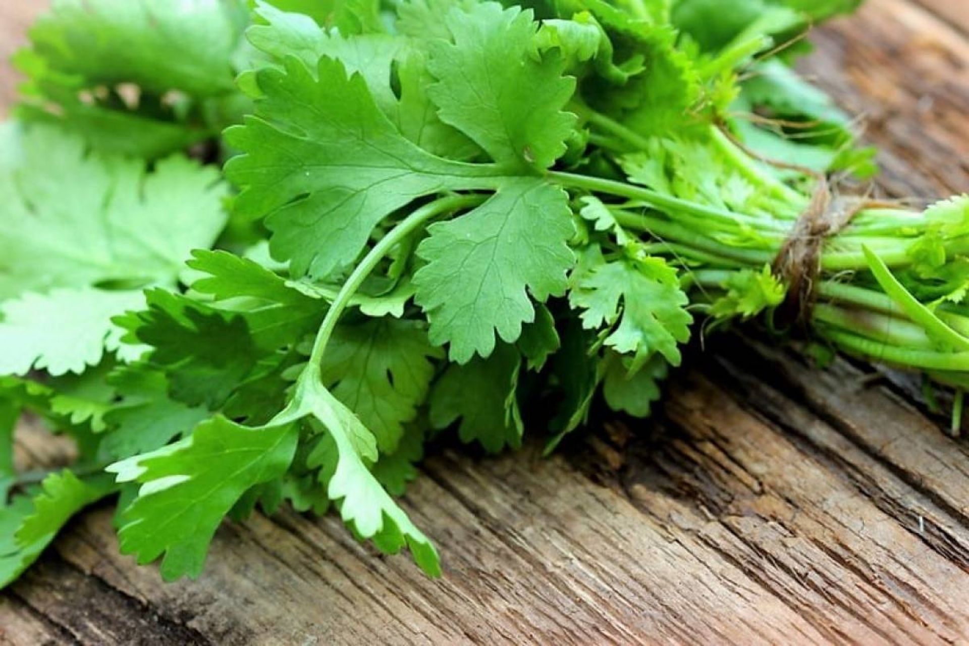 El té de cilantro ayuda a reducir el colesterol y perder peso