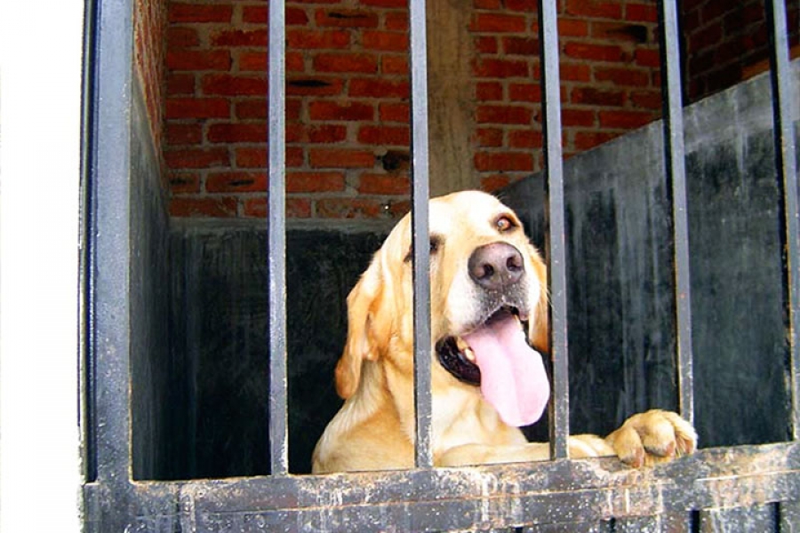 Municipios no cuentan con centros de acopio animal