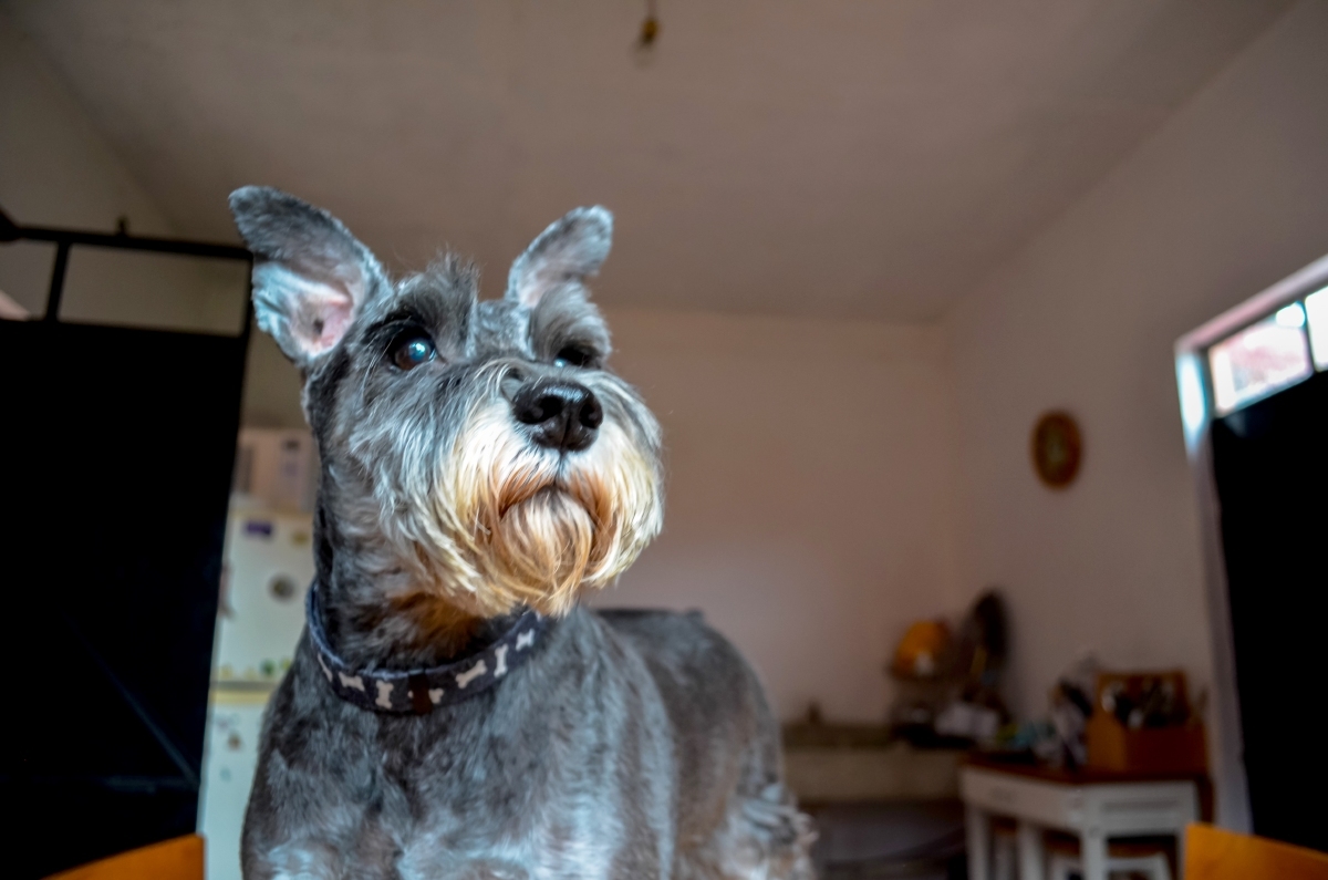 Kika y el potasio
