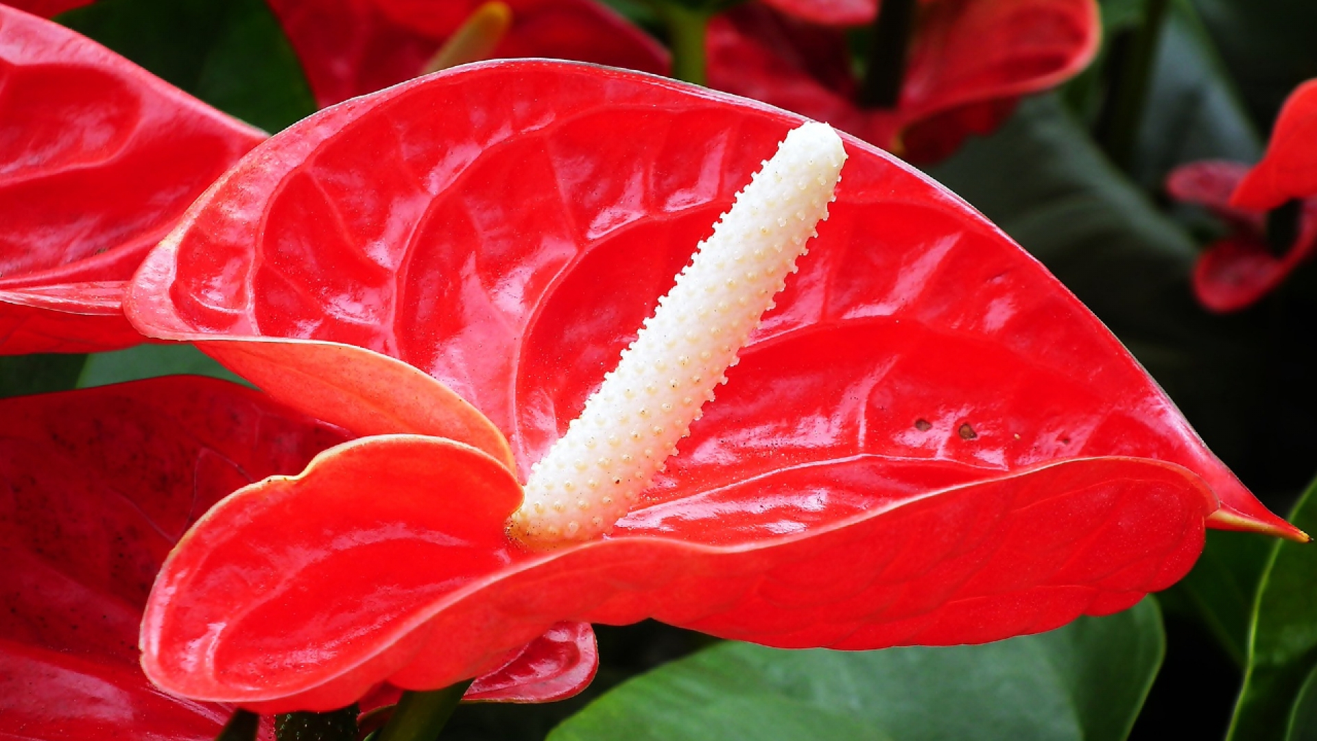 Si amas las plantas de interior estas especies con flores son perfectas para ti