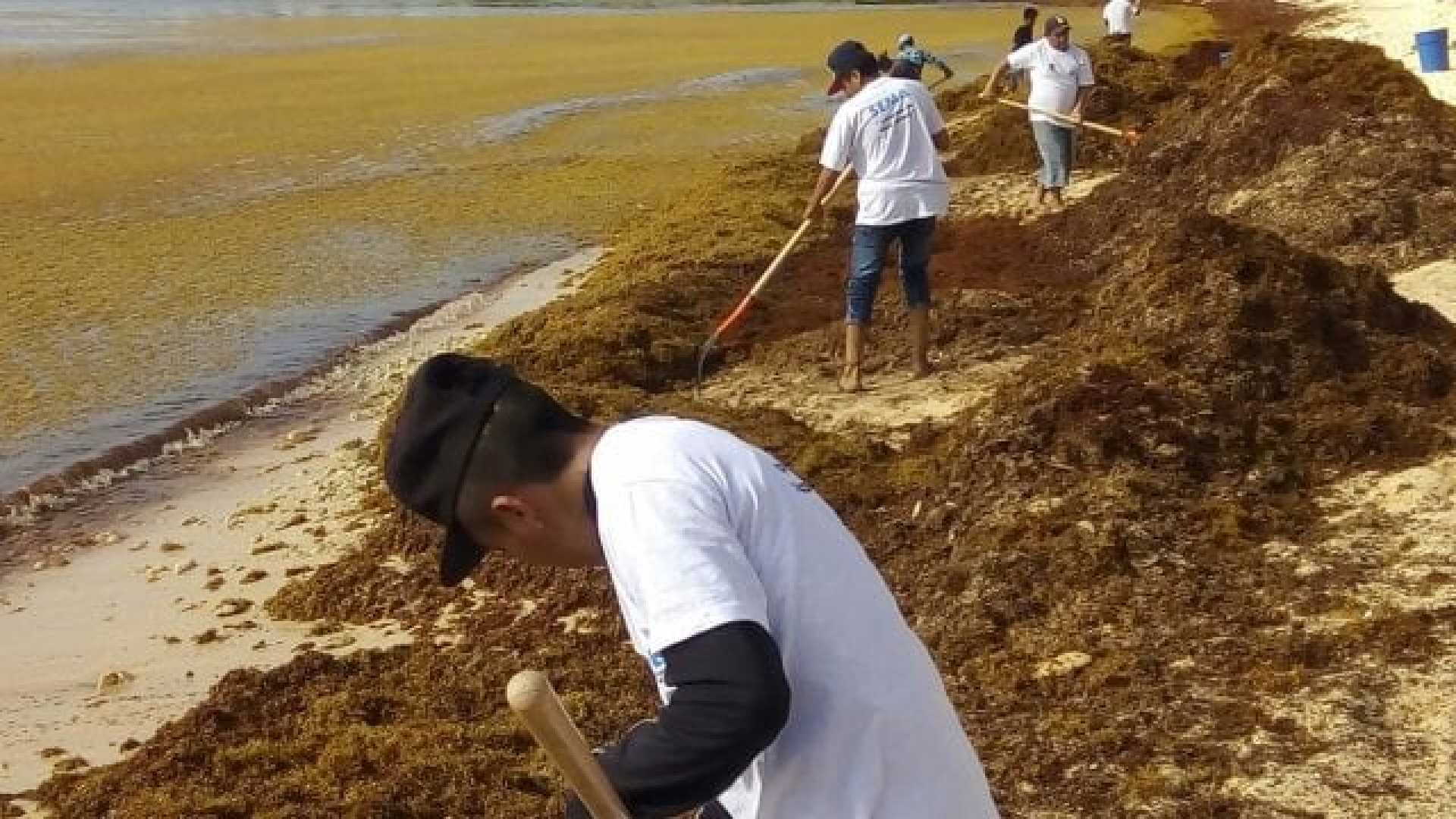 Jóvenes Construyendo el Futuro se sumarán al combate del sargazo