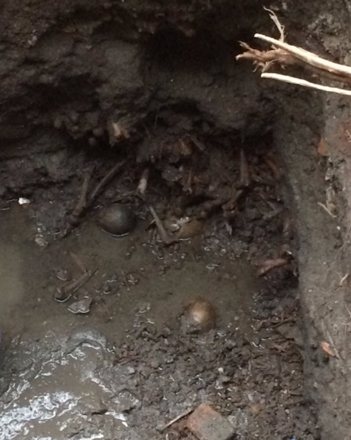 Empleados de CFE hallan cráneos humanos durante excavación en el Centro Histórico