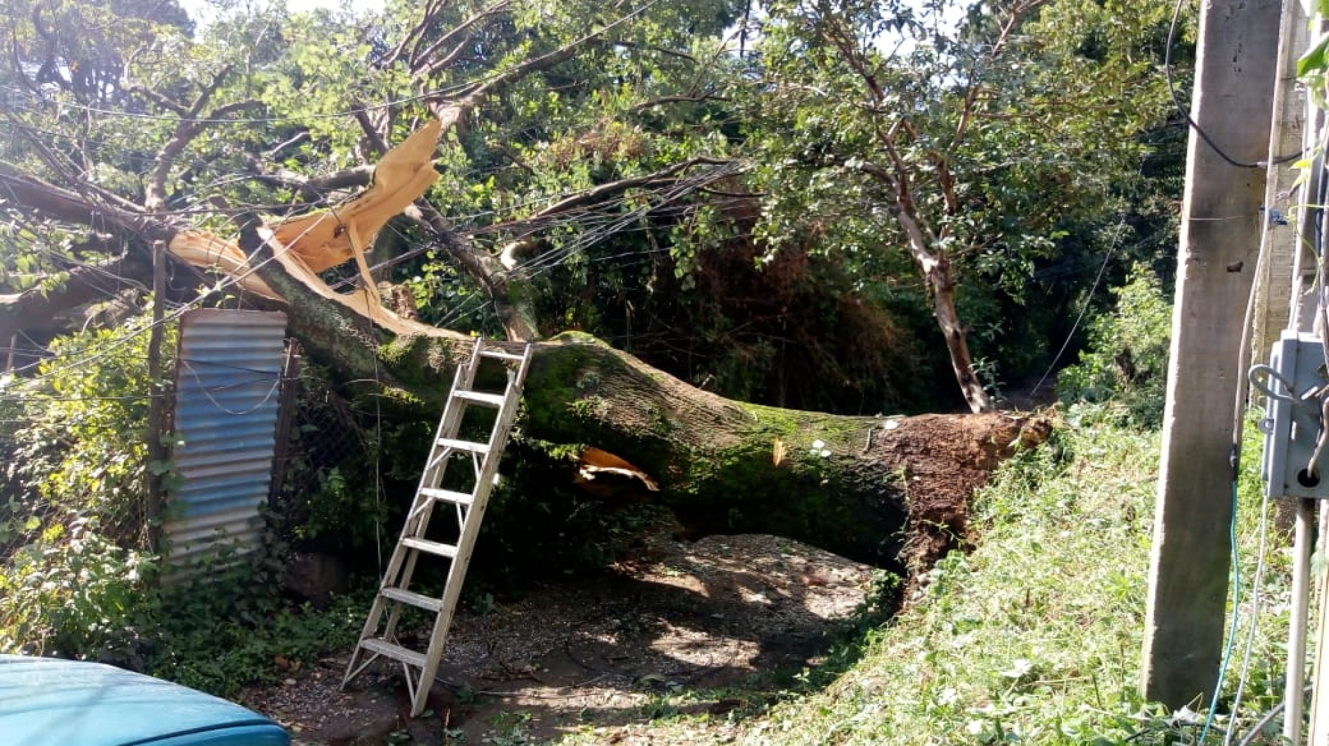 Atendió PC Cuernavaca reportes de árboles colapsados, tras lluvias