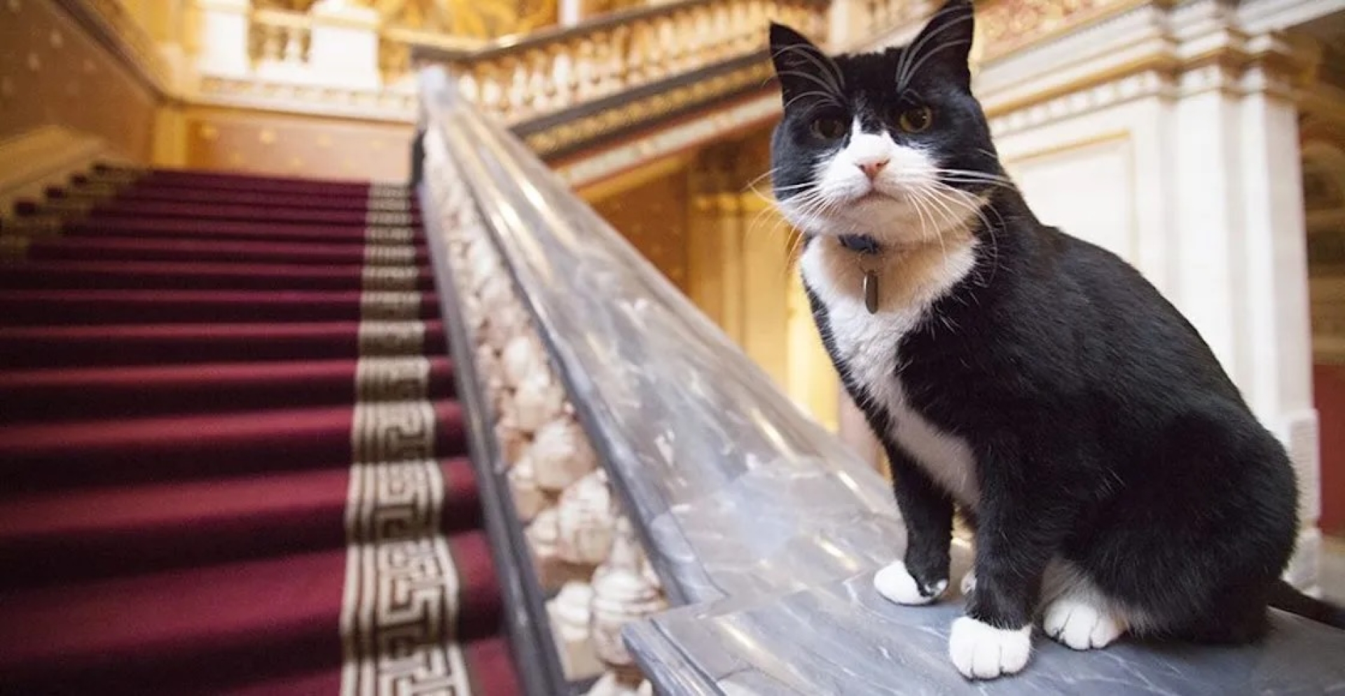 Palmerston, el gato diplomático, regresa al servicio como "consultor de relaciones felinas" en Bermudas