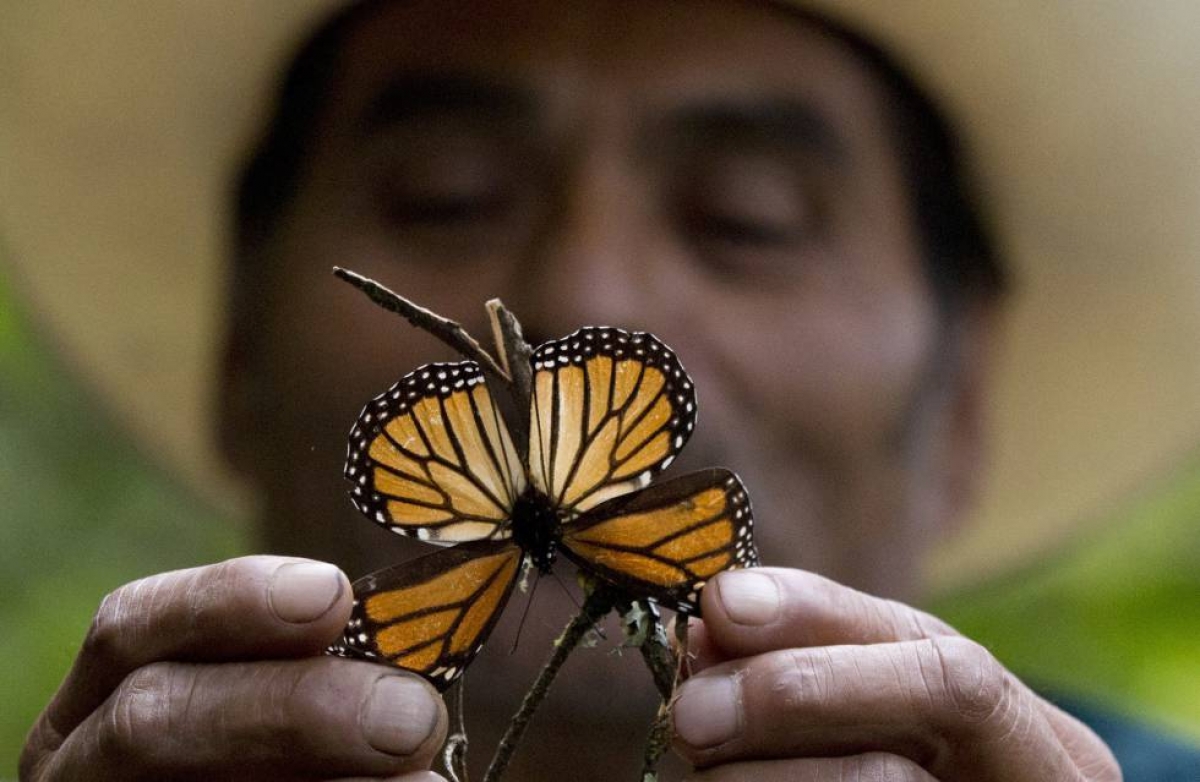 El frío, la amenaza letal de las mariposas monarca