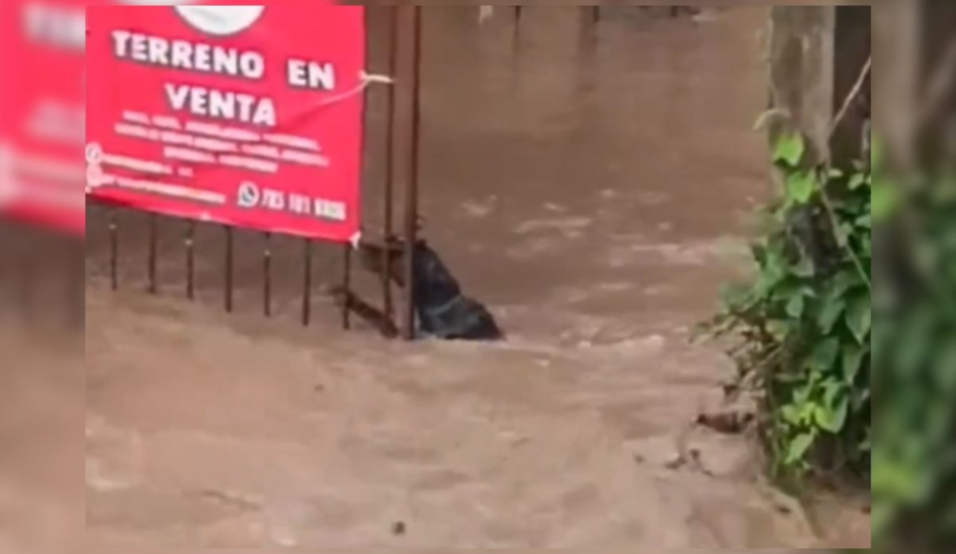 Viral: Perro sobrevive aferrado a portón durante inundación en Veracruz