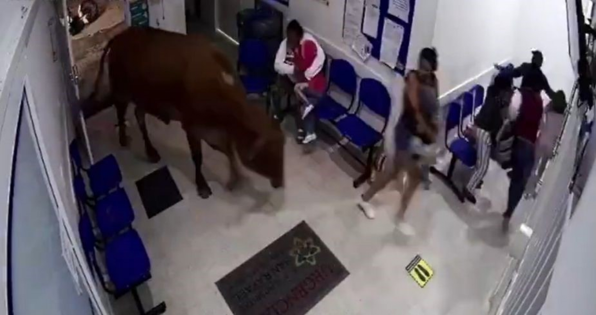Enorme vaca ingresa a sala de urgencias