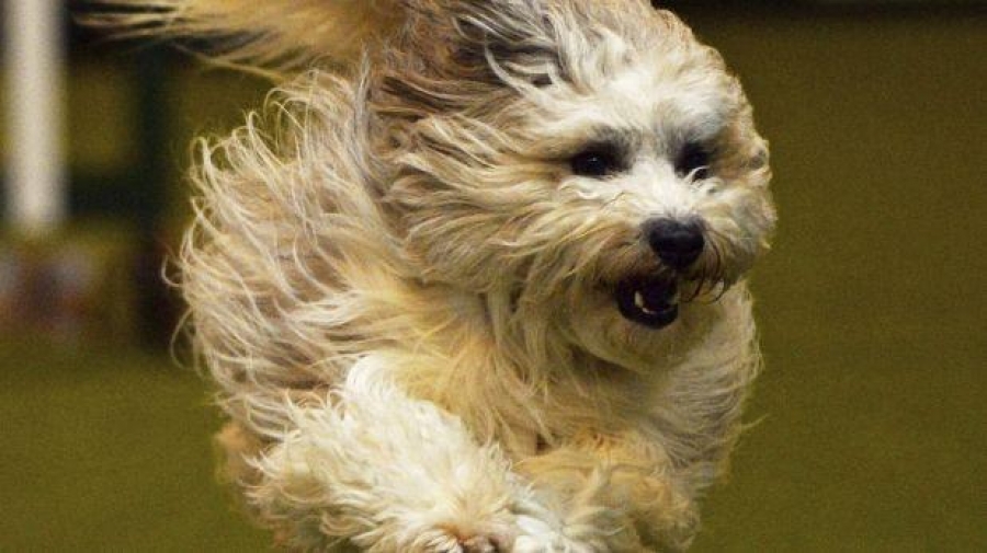 Lo nombran 'El perro del Chapo' por su habilidad para escapar