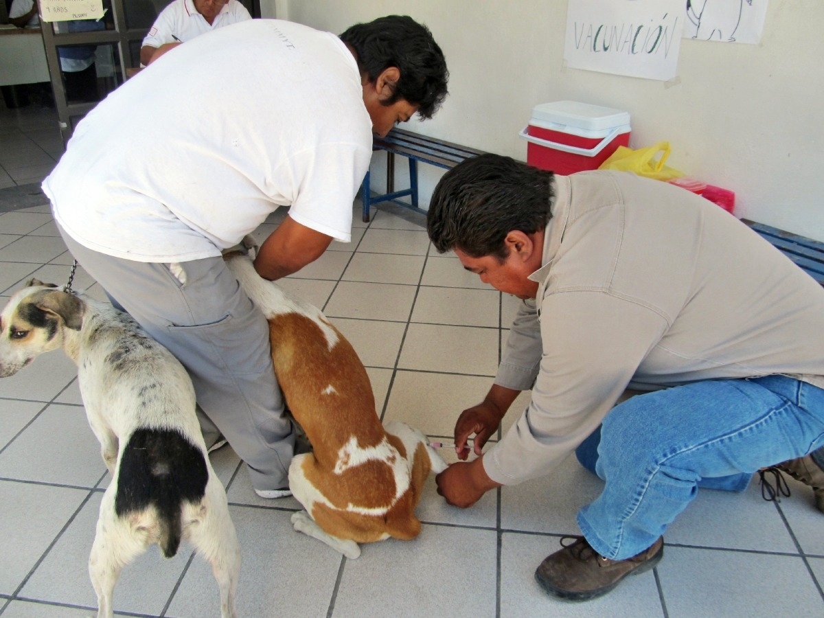 Costoso, implementar campañas de erradicación de perros y gatos callejeros