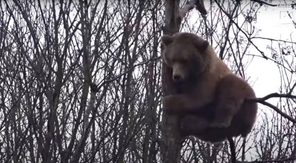 Un oso sube a un árbol de 18 metros para alcanzar un nido de pájaros