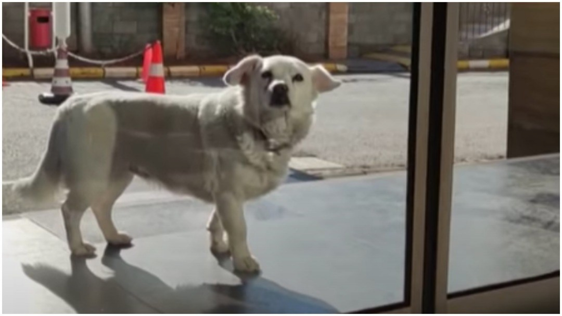 Perrita escapa de casa durante seis días para esperar a su dueño afuera del hospital