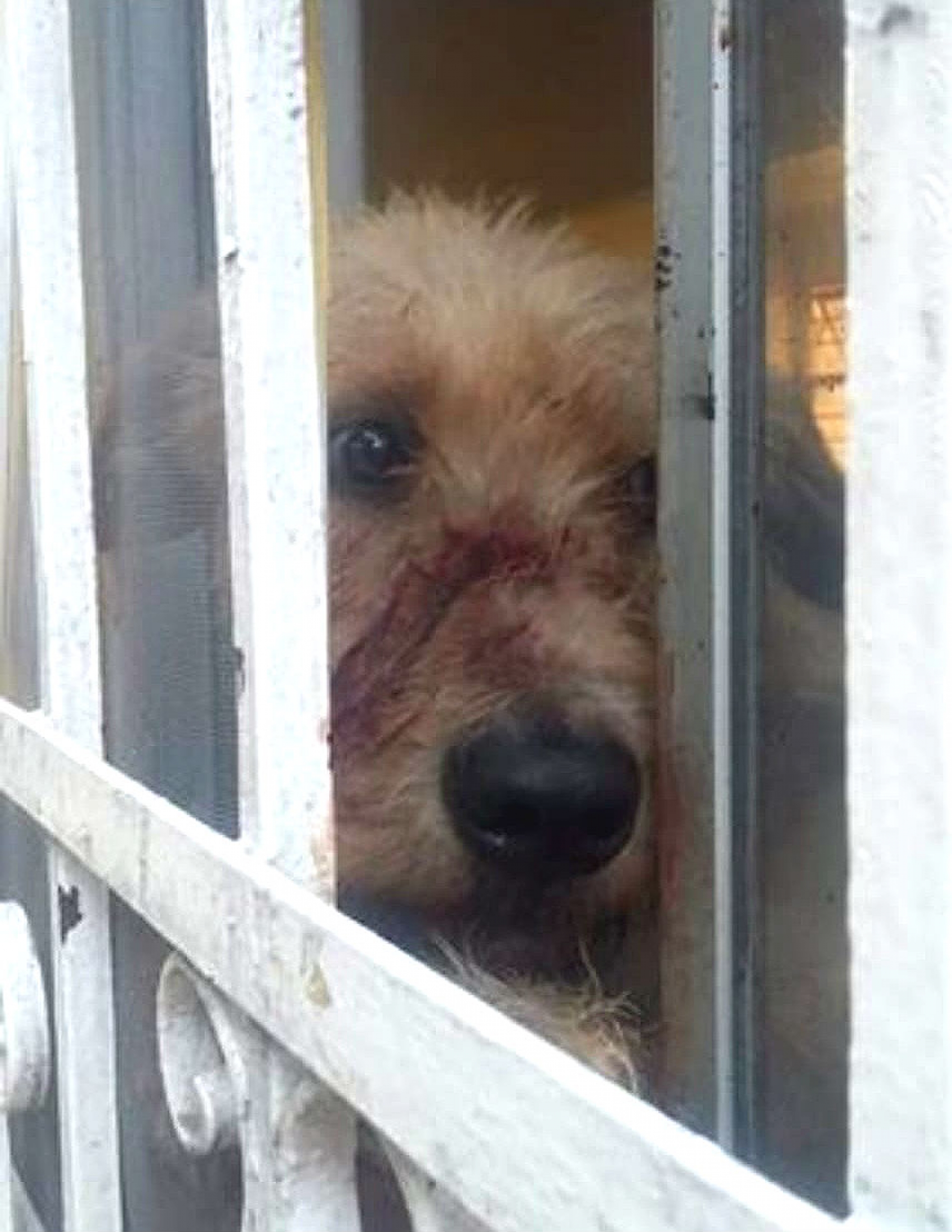 Atiende Propaem denuncia sobre can en abandono, en Cuernavaca