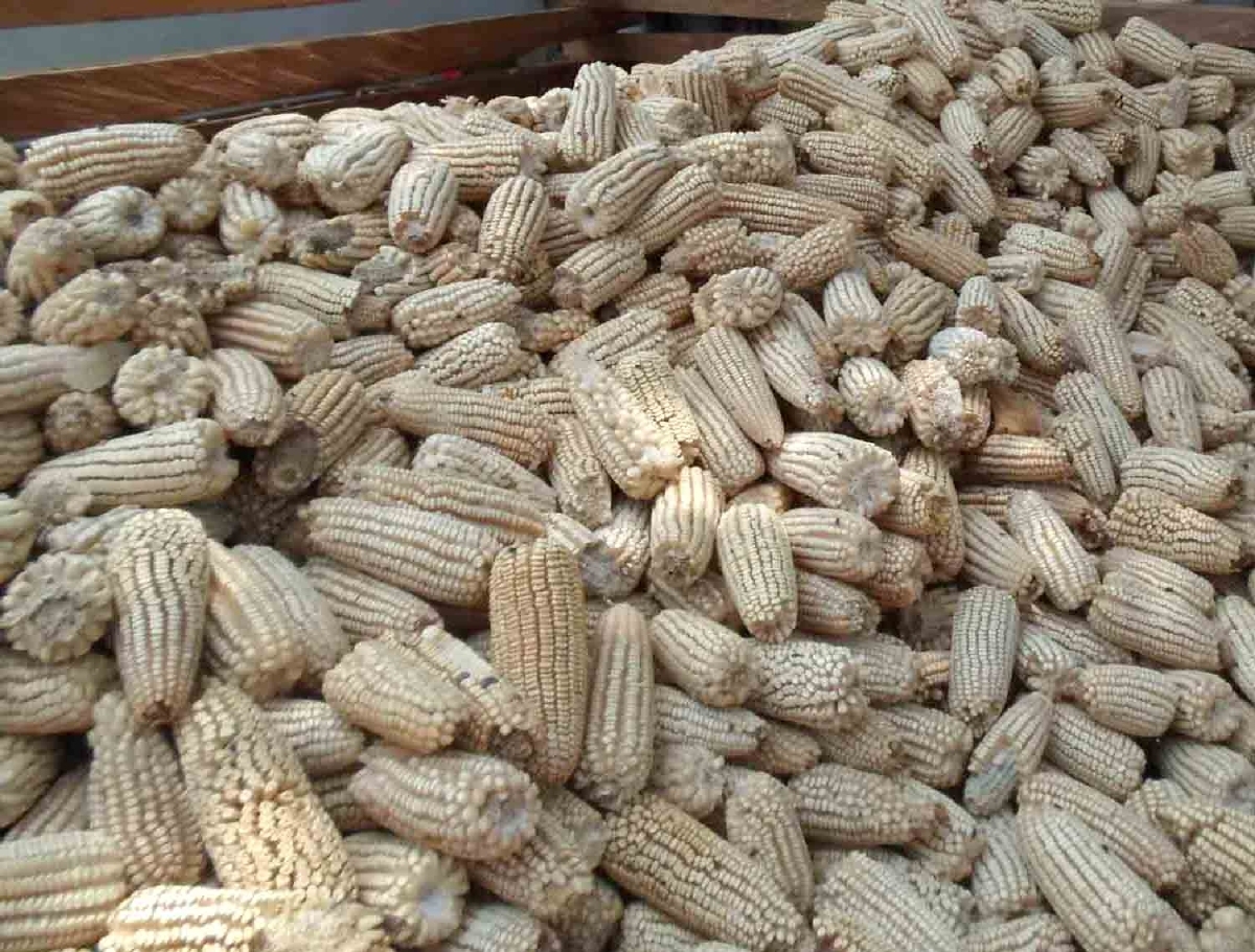 Desarrolla UAEM variedad mejorada de maíz nativo