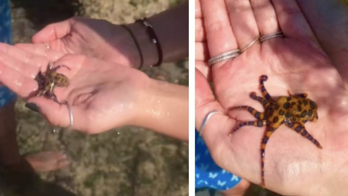 TikToker juega con un pulpo sin saber que era venenoso