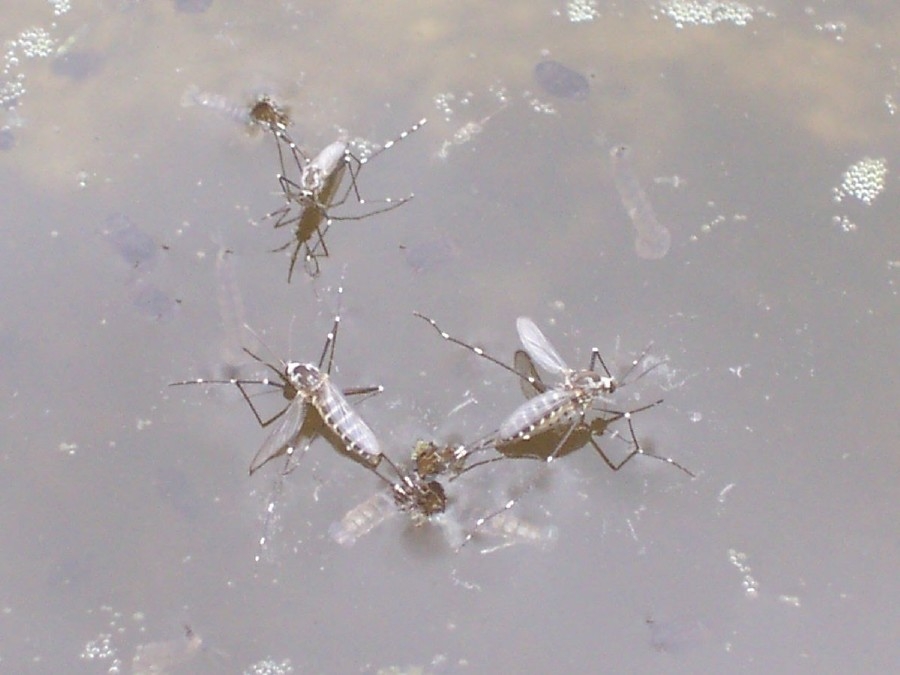 Alto riesgo para embarazadas por el virus Zika
