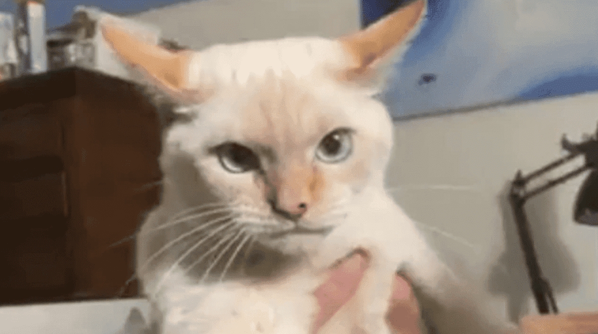 Gato fue criado entre perros y ¿aprendió a ladrar?