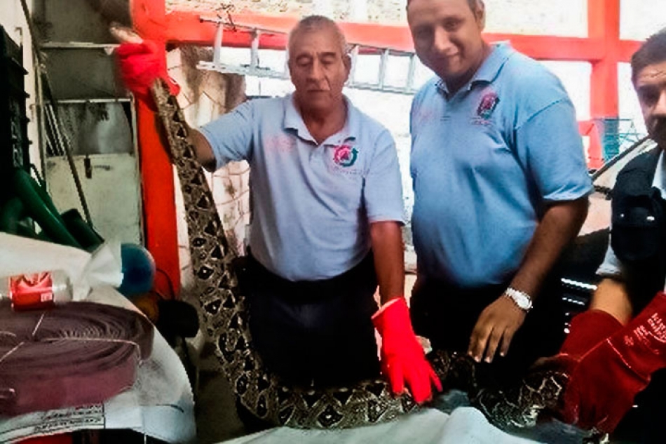 Captura PC una boa de dos metros en Zacatepec