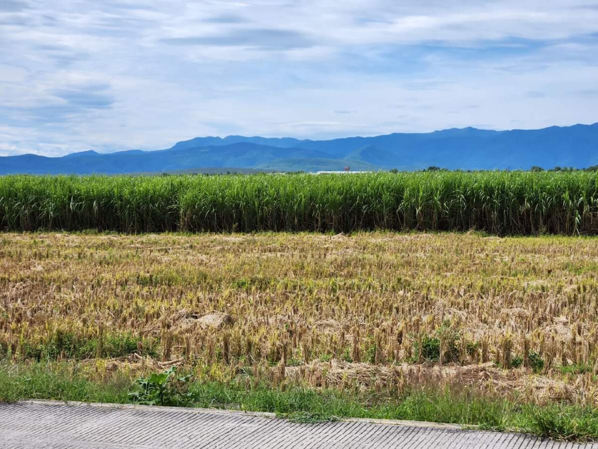 Este año aumentó la superficie de cultivo de arroz en la zona sur