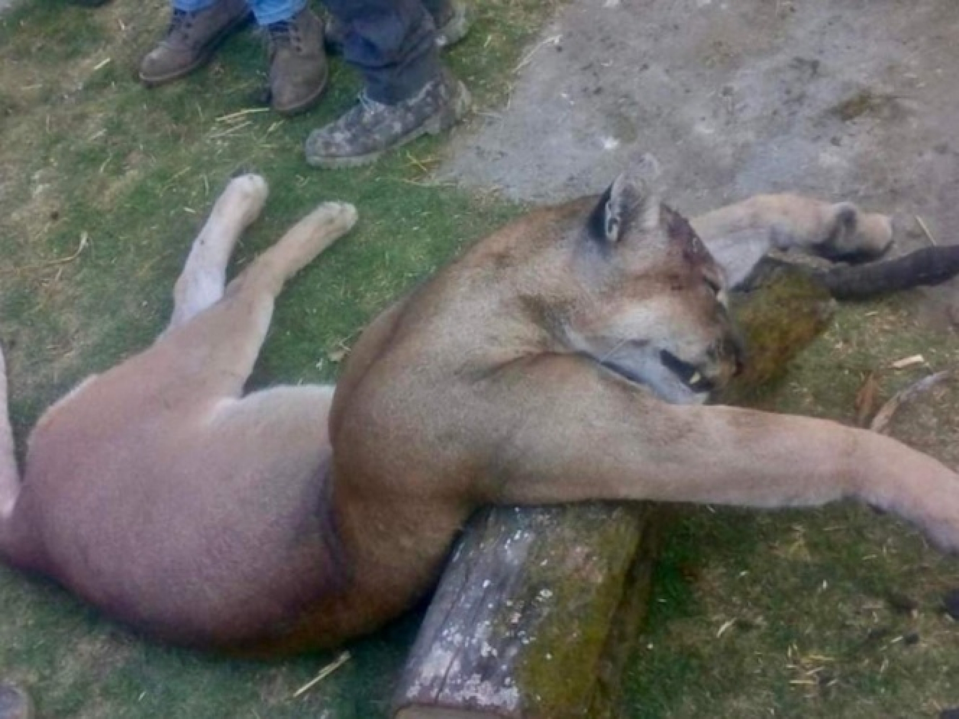 Matan a puma en zona de tala ilegal en el Estado de México