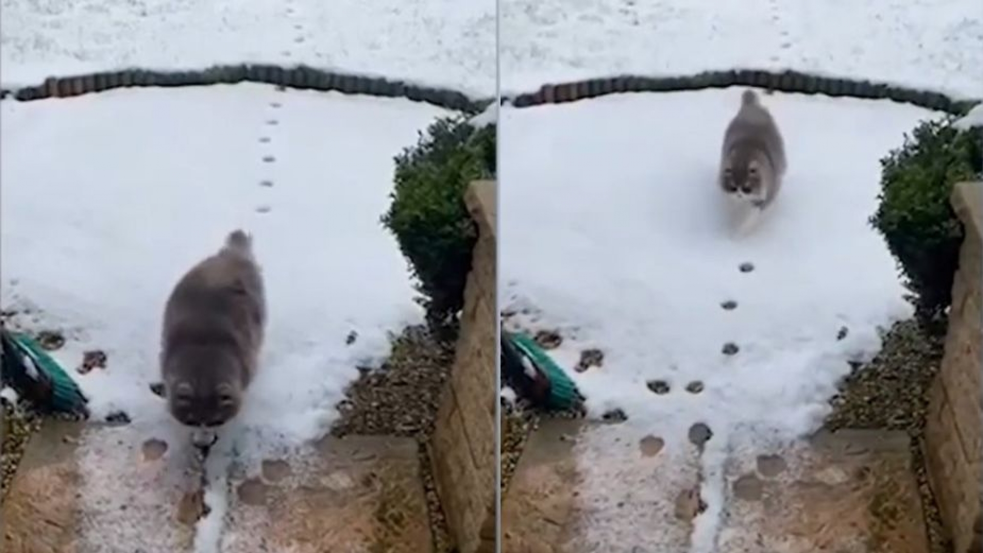 ¡Como Hansel y Gretel! Gato regresa sobre sus huellas para no tocar la nieve