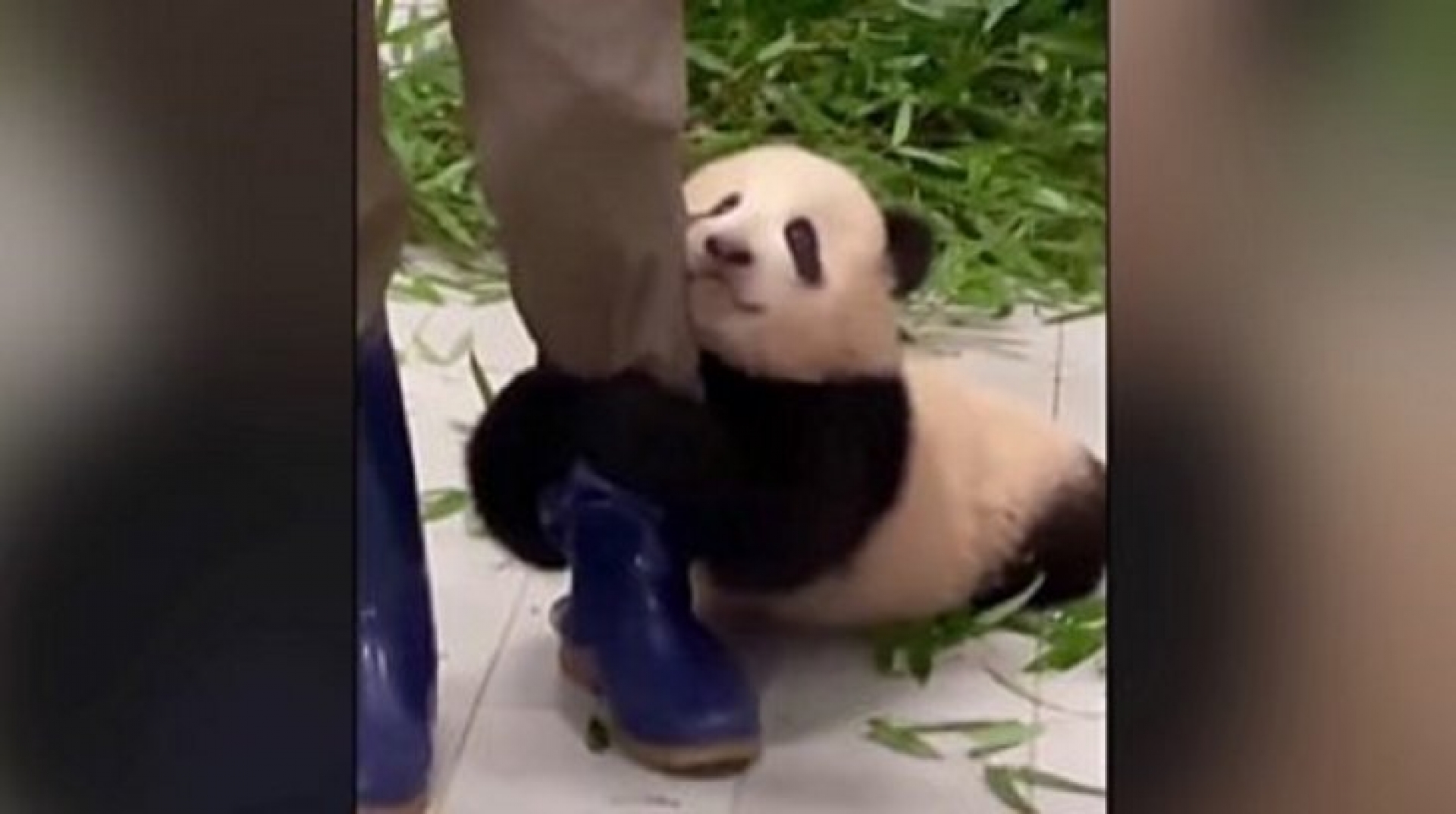 ¡Lo más tierno que verás! Bebé PANDA se aferra a su cuidador en zoológico