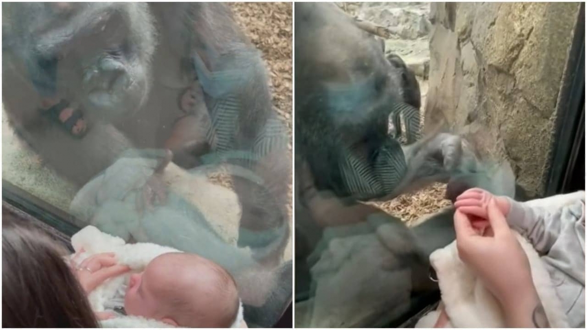 Un gorila intenta cargar a una bebé a través de un cristal en un zoológico