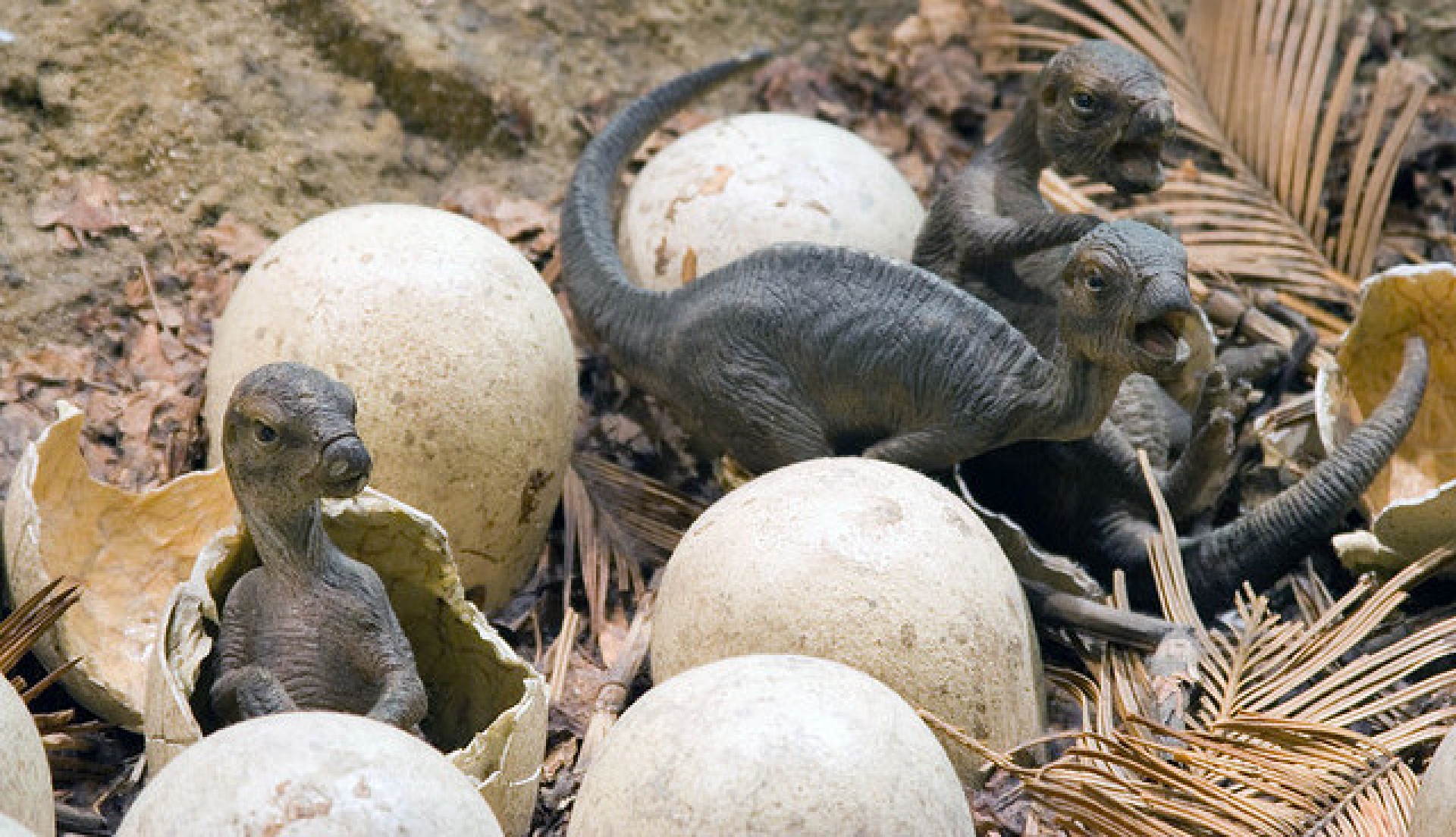 Nueva investigación revela estructura de nidificación de grandes dinosaurios