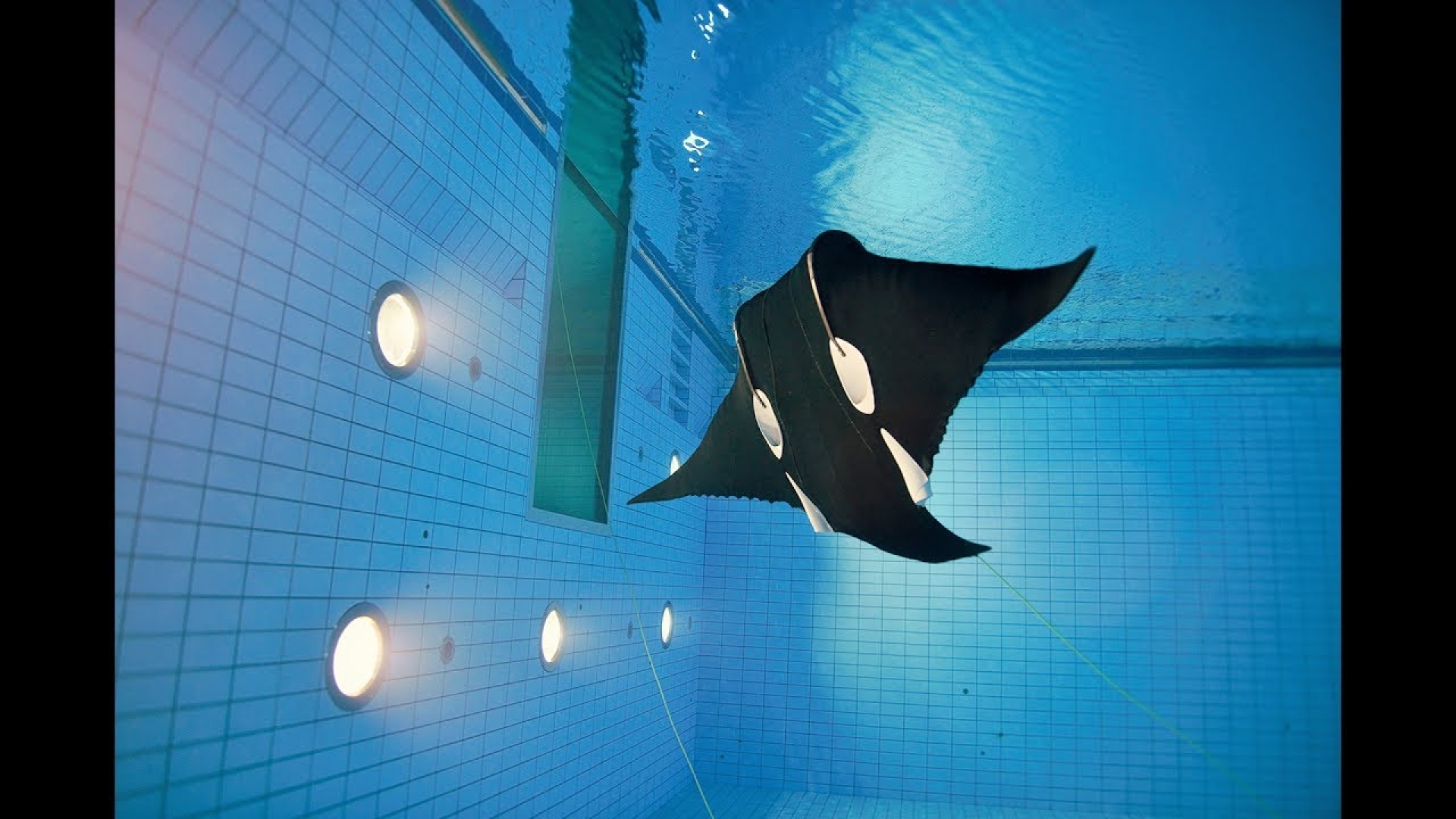 Proyecto Mantarraya Blanda