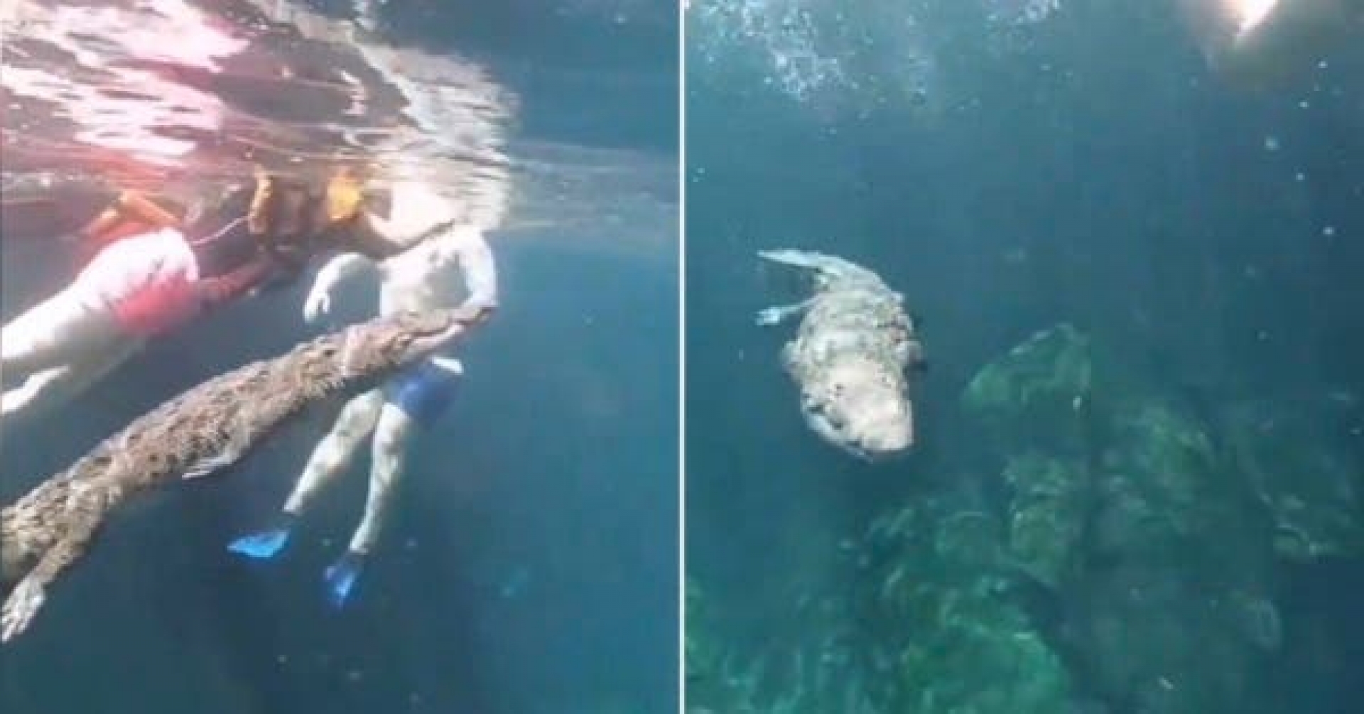 Cocodrilo nada entre turistas en un cenote de Tulum