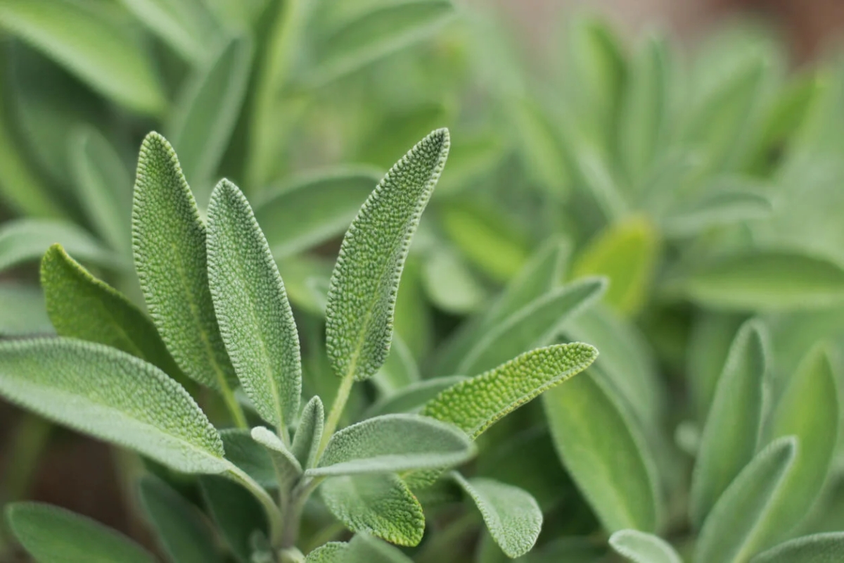 Bochornos: reconquista tu frescura con estas plantas