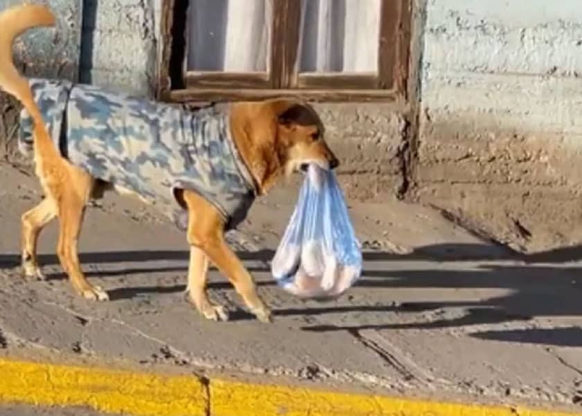 Perrito va por el pan y se hace viral